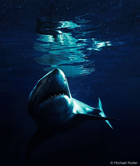 Into The Shark S Eye Photo Editing Tutorials Tips And Tricks Capture One Blog