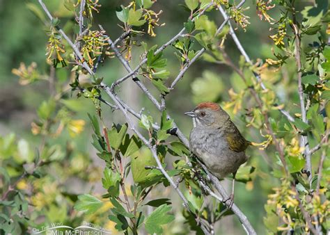 Green Tailed Towhee Perched In A Golden Currant On The Wing Photography