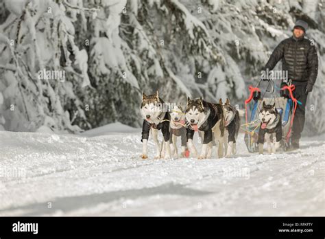 A Team Of Four Husky Sled Dogs Running On A Snowy Wilderness Road