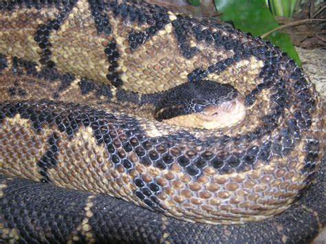 The bushmaster snake is the antagonist in the tenth show of the old time radio show escape. Lachesis melanocephalus / Black-headed bushmaster in zoos