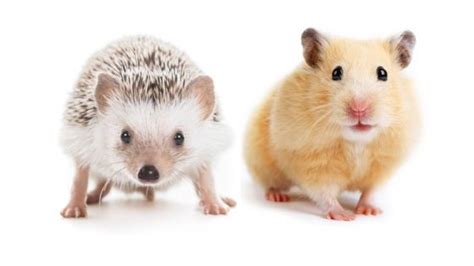 Can Hedgehogs And Hamsters Live Together The Facts Pocket Pets Forever