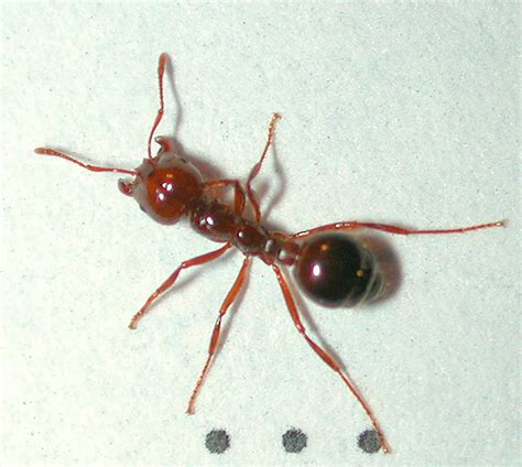 Eradicating The Red Imported Fire Ant By Numbers
