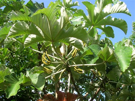 Cecropia peltata (Cecropia Tree) - Richard Lyons Nursery, Inc.
