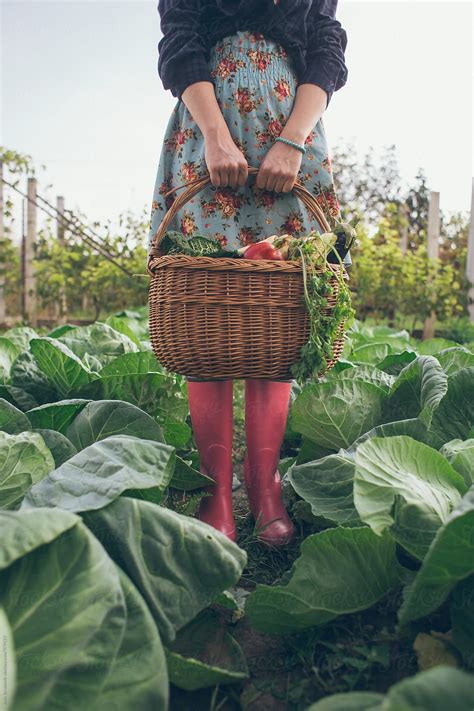 Woman In Garden Holding Basket Of Fresh Organic Vegetables By Stocksy