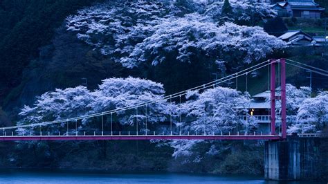 Japanese cherry tree isolated white background. Japanese Sakura Wallpapers - Top Free Japanese Sakura ...