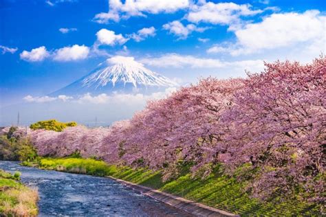 Significado De La Flor De Cerezo O Sakura En Japón ⛩️