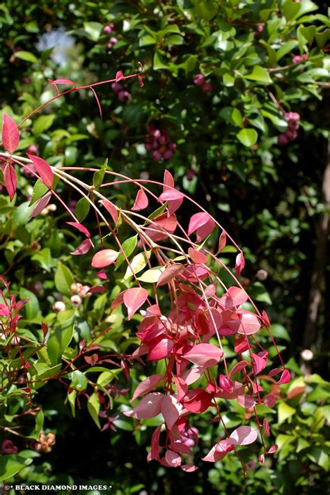 Syzygium Luehmannii Small Leaved Lilly Pillyriberryche Flickr