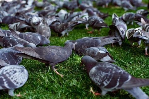 A Flock Of Pigeons In The Park Stock Photo Image Of Pigeons Closeup