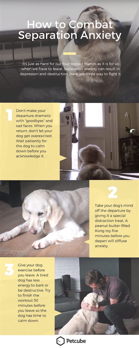 How Do You Help An Anxious Dog