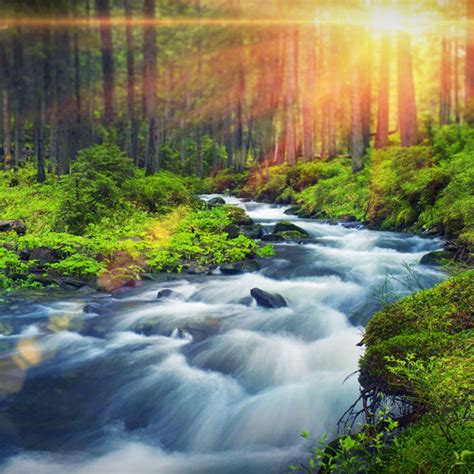 Stream Forest River Peaceful Sounds For Relaxation Sleep Or Studying
