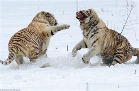 Pictures Capture The Moment Two Rare White Tigers Fight It Out In The