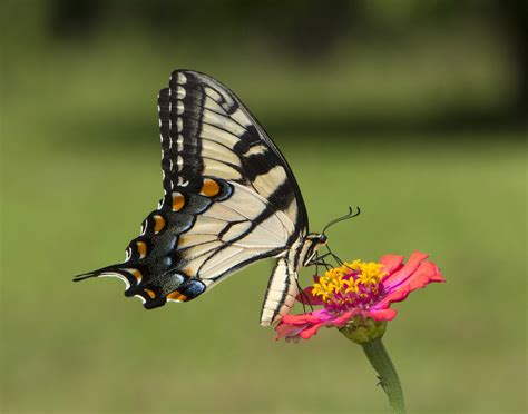 Eastern Tiger Swallowtail Female Papilio Glaucus Flickr