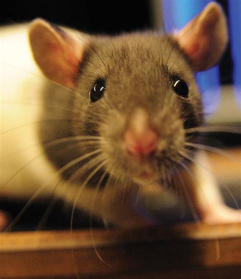Rats Have A Double View Of The World Max Planck Gesellschaft