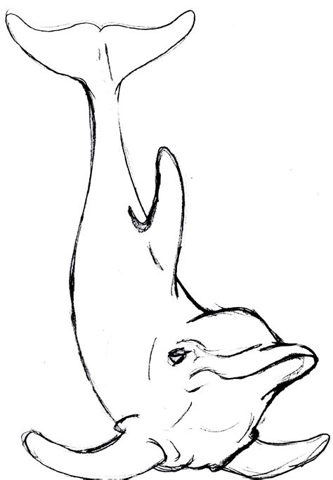 Dolphin Sketch 04 By Ljzracerx On Deviantart
