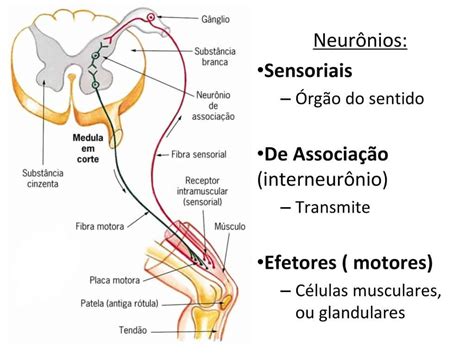Primeiro E Segundo Neuronio Motor