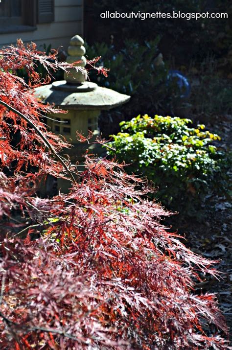 All About Vignettes Our Japanese Maple