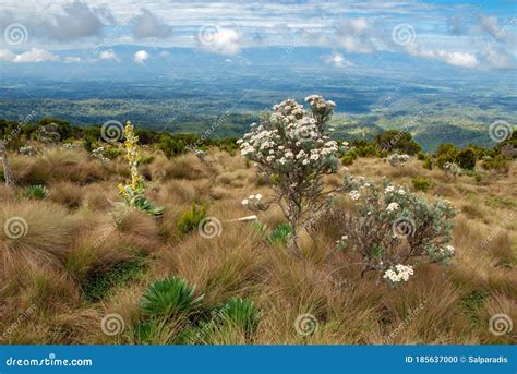 Alpine Vegetation On Mount Kenya Stock Photo Image Of Scenics Grass