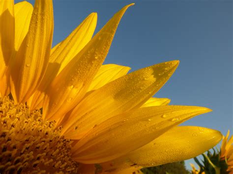Free Images Dew Sunshine Sunlight Flower Petal Botany Yellow