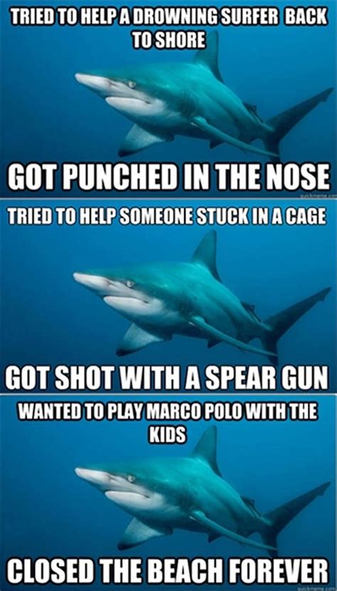 funny sharks sharks funny misunderstood shark shark meme