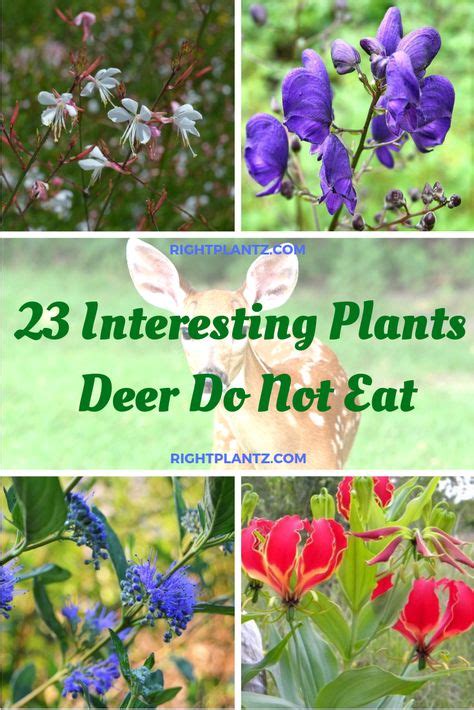 23 Really Interesting Plants Deer Do Not Eat I Plants Gardening Blog Do Not Eat