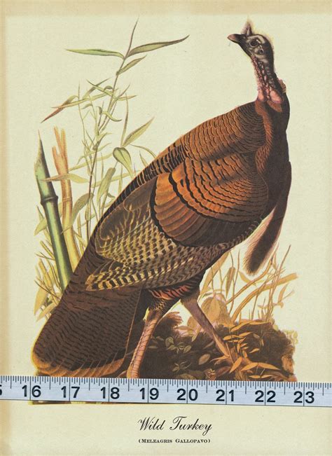 a turkey is standing on the ground in front of some bamboo stalks and reeds