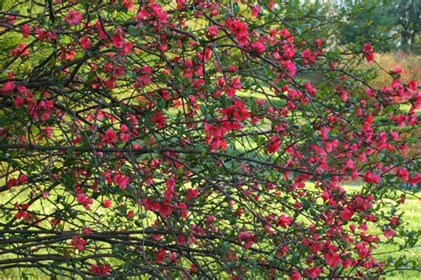 Flowering quince bush for sale. Flowering Quince Plant | Shrubs, Plant sale, Flowering shrubs