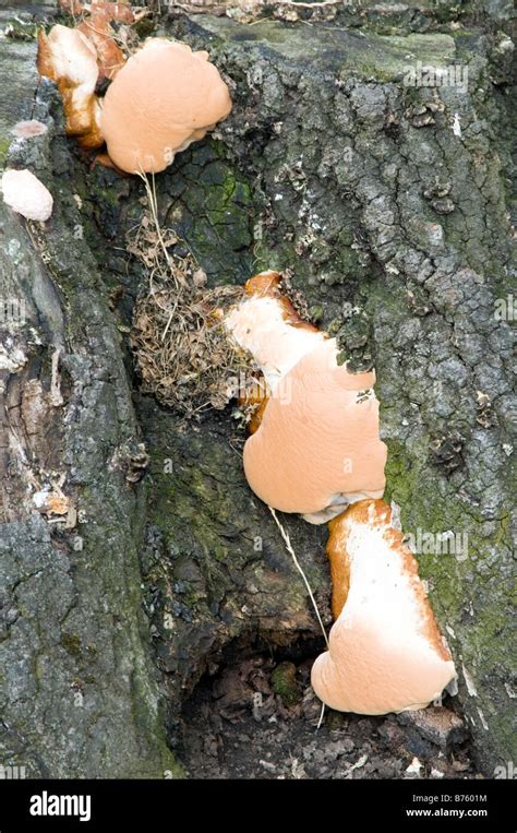 Fungus On Dead Tree Stump Root Decay Decaying Rot Rotting Stock Photo