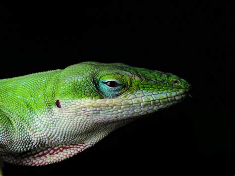 Carolina anole - Wikipedia