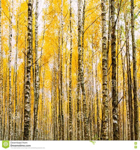 Birch Trees In Autumn Woods Forest Yellow Foliage Russian Fore Stock