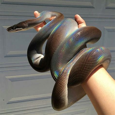 Wow Look At This White Lipped Python This Is An Amazing And
