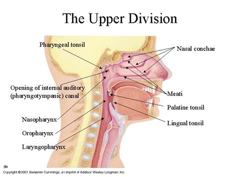 Here you can explore hq nasal cavity transparent illustrations, icons and clipart with filter setting like size, type, color etc. The Human Body