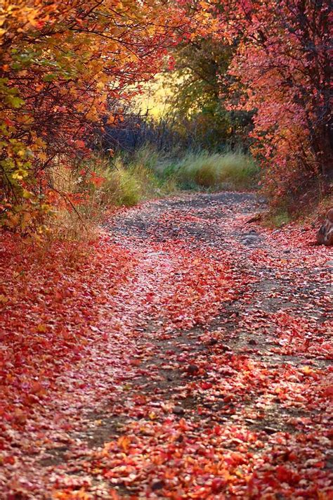 Autumn Road Photograph By Carol Ann Dyer Fine Art America