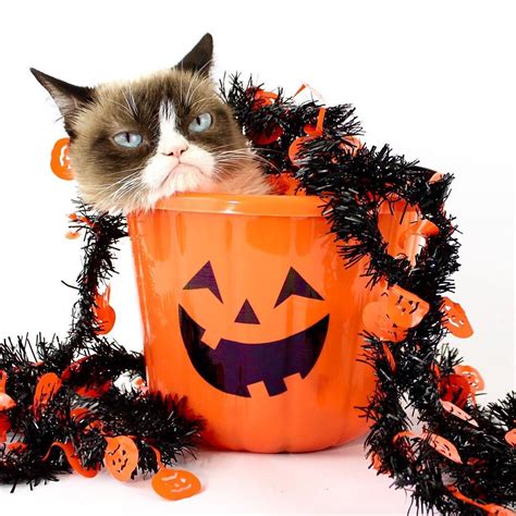 Instagram Photo By Grumpy Cat Oct 27 2015 At 115am Utc Halloween