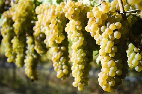 Viognier Wine And Grape Variety Characteristics Winetraveler