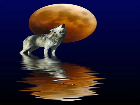 Wolf Moon Moon Wolf Howl Reflection Hd Wallpaper Peakpx