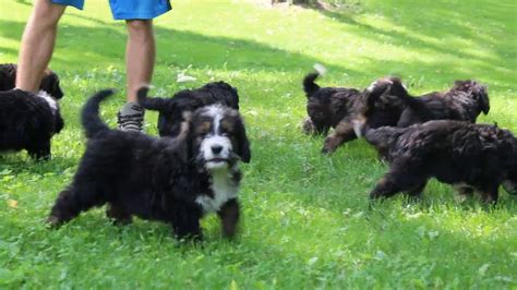 Akc registered & health tested adults. Standard Bernedoodle Puppies For Sale - YouTube