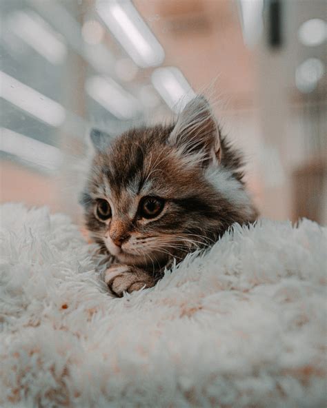 Download Cute Kitten Cozy Fur Sheet Wallpaper