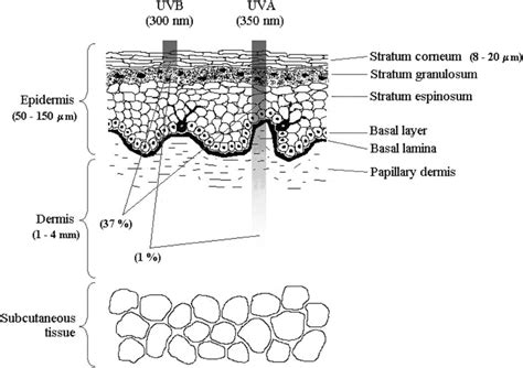 Schematic Representation Of Human Skin Structure Typical Optical