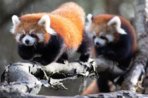 Red Panda Twins Born May 25 Laptrinhx News