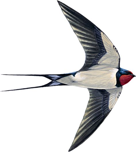 Swallow Png Transparent Image Download Size 733x819px