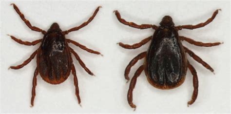 Common Ticks Of Oklahoma And Tick Borne Diseases Oklahoma State