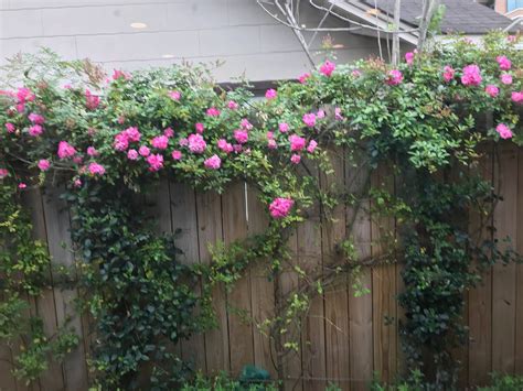 Pin By Marilyn West On Climbing Roses Climbing Roses Outdoor