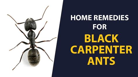 Home Remedies To Get Rid Of Big Black Carpenter Ants Remedies For
