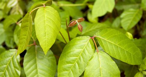 Natural Remedies For Poison Ivy Farmers Almanac