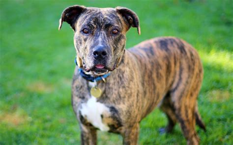 Maybe you would like to learn more about one of these? Summer - Large Female Boxer x Great Dane Mix Dog in VIC ...