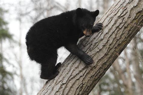 Wildlife Officials Say State Has Too Many Black Bears The Boston Globe