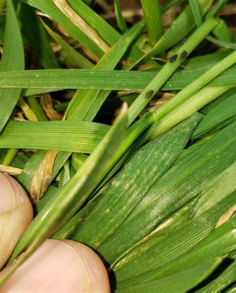 Scout For Aphids Before Conducting An Early Spray In Winter Wheat