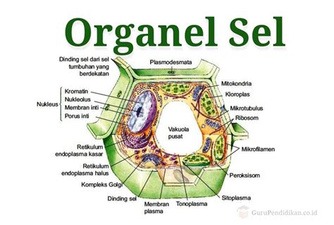 Organel Sel Fungsi Struktur Dan Menurut Para Ahli