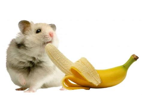 Can Hamsters Eat Bananas The Safest Hamster Treats Pets Kb