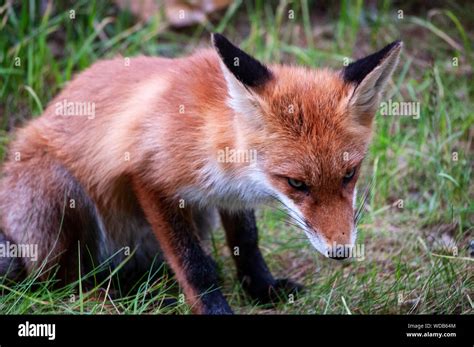 Beautiful Young Wild Red Fox In The Northwest Of Russia Stock Photo Alamy